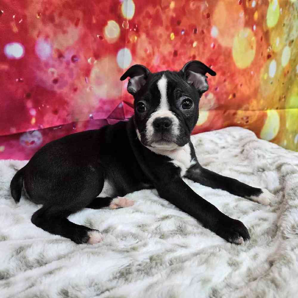 Male Boston Terrier Puppy for Sale in Virginia Beach, VA