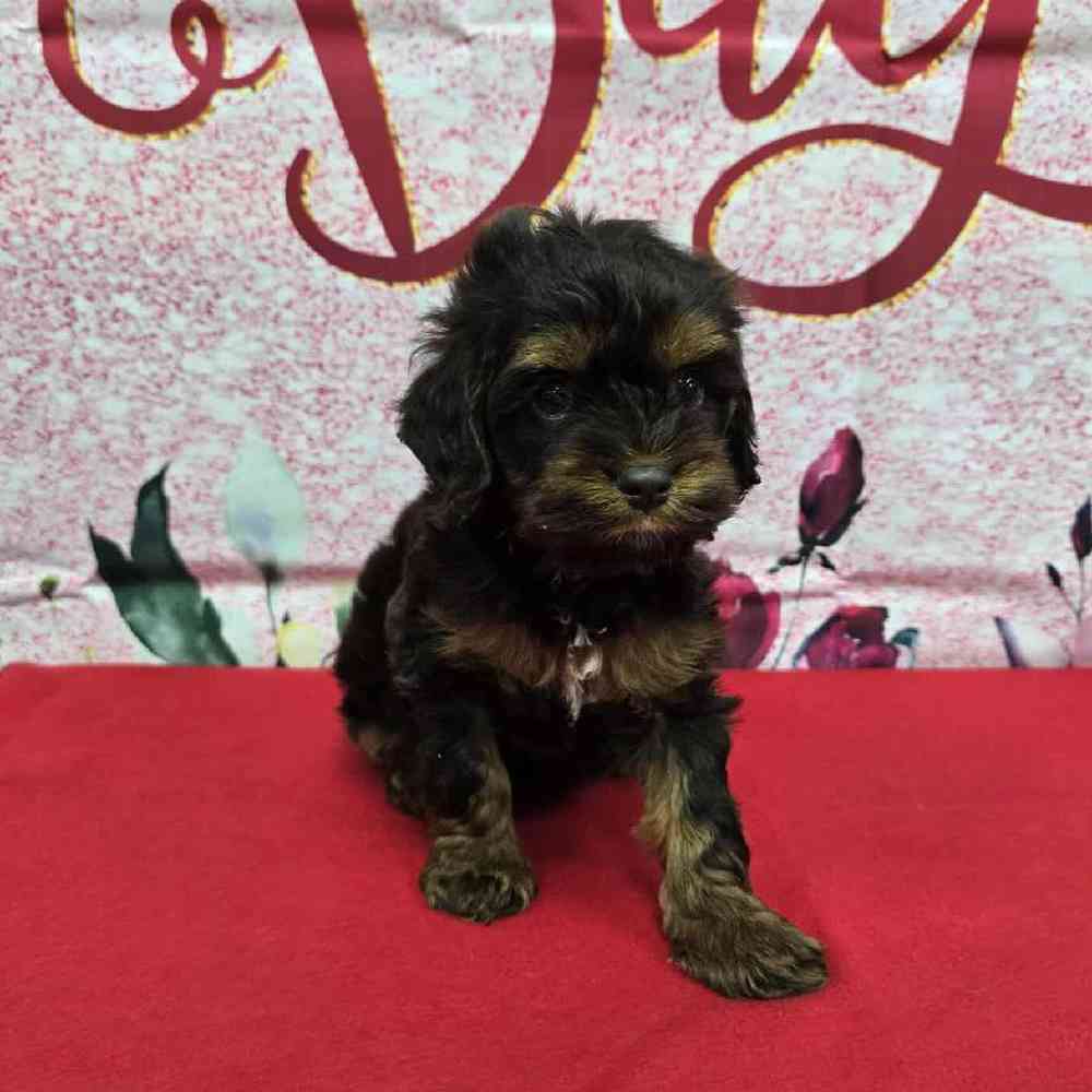 Female Cockapoo Puppy for Sale in Virginia Beach, VA