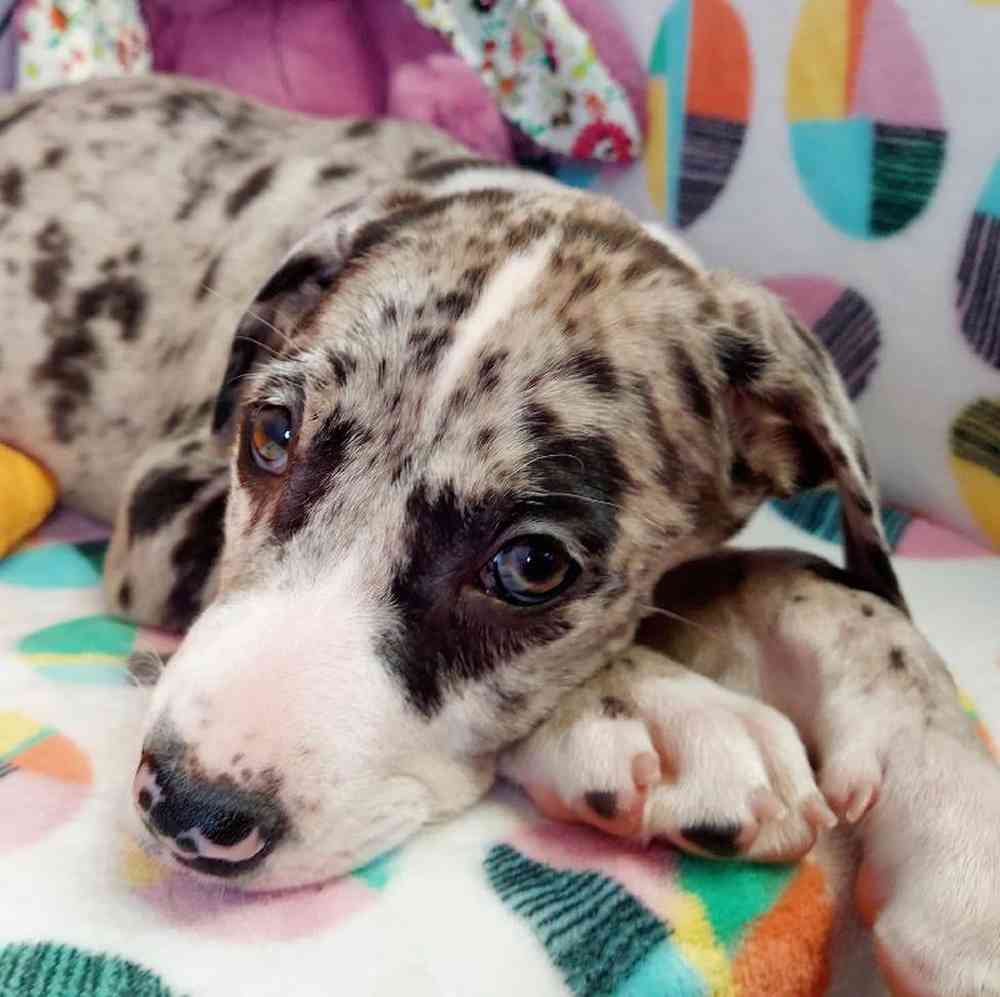 Male Great Dane Puppy for sale