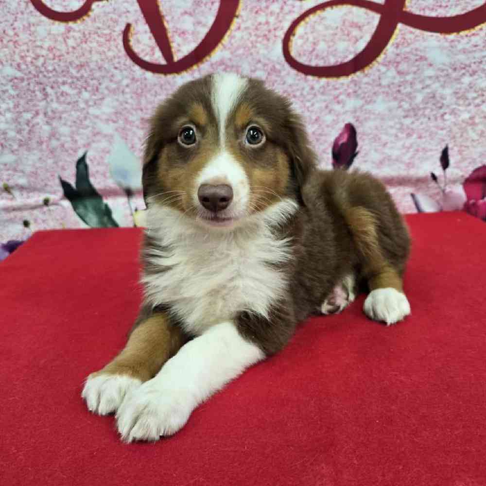 Female Mini Aussie Puppy for Sale in Virginia Beach, VA