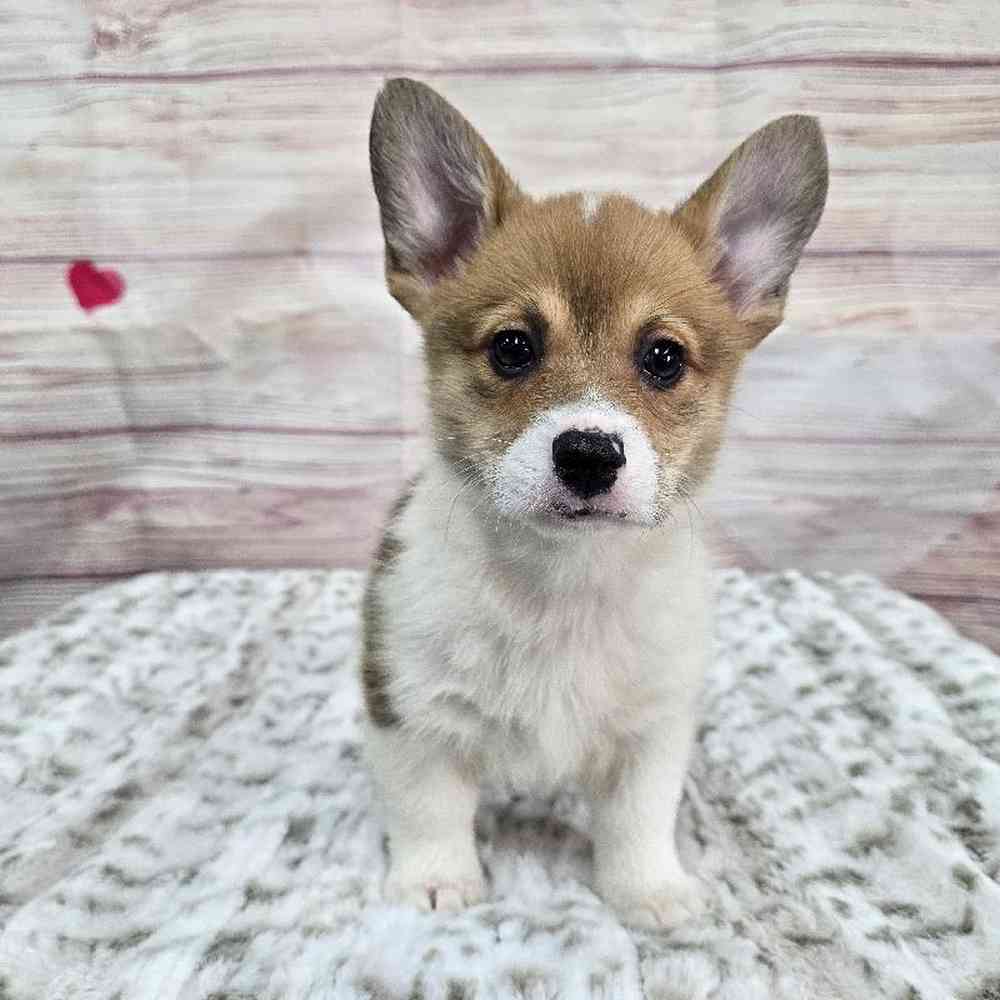 Female Pembroke Welsh Corgi Puppy for Sale in Virginia Beach, VA