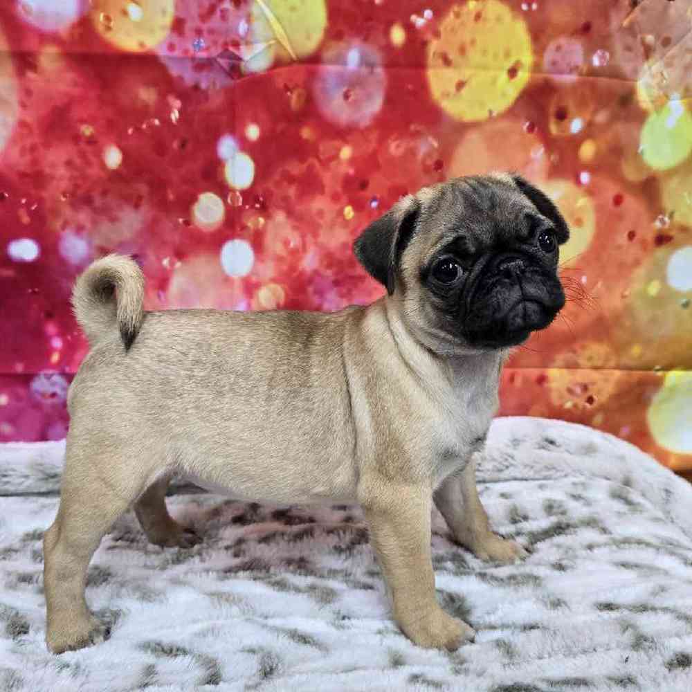 Female Pug Puppy for Sale in Virginia Beach, VA