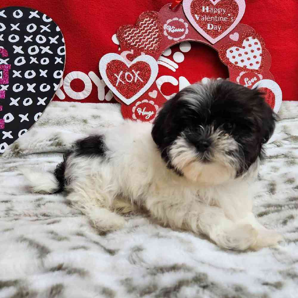 Male Shih Tzu Puppy for Sale in Virginia Beach, VA
