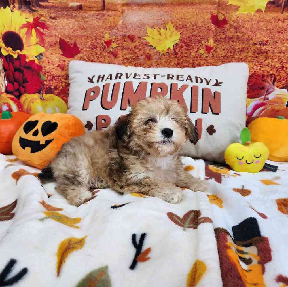 Male Bichonpoo Puppy for Sale in Virginia Beach, VA