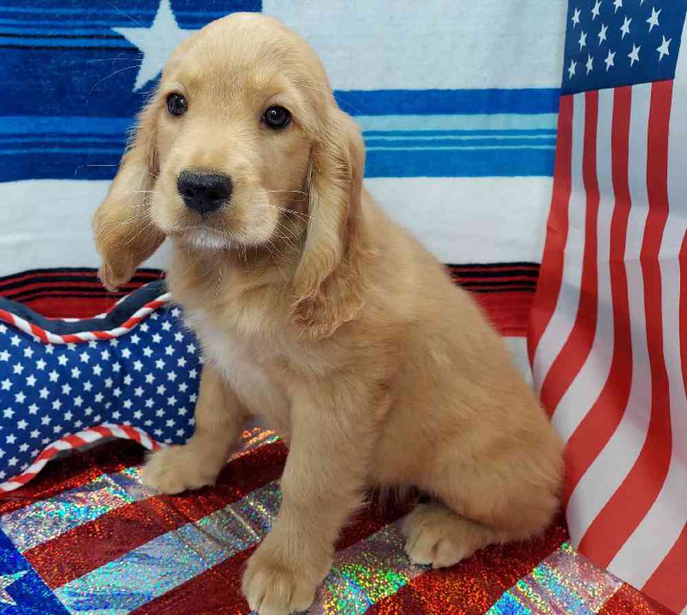 Female Comfort Retriever Puppy for sale