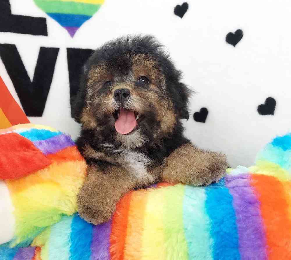 Female Morkiepoo Puppy for sale