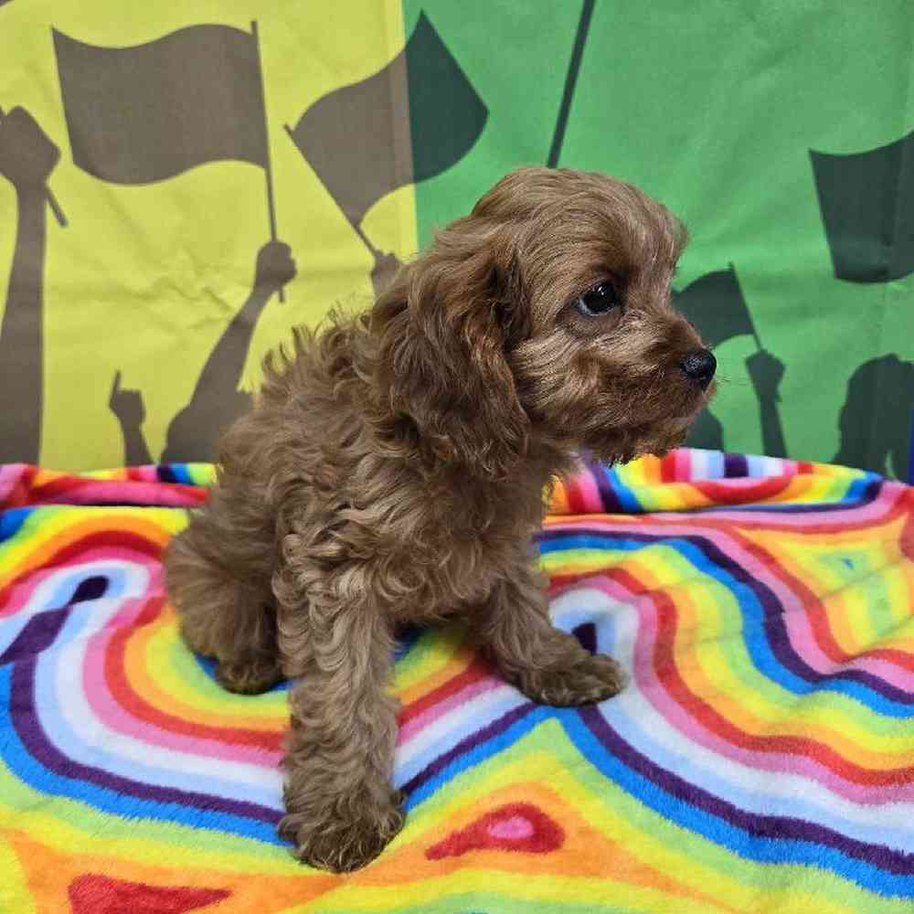 Male Cavapoo Puppy for Sale in Virginia Beach, VA