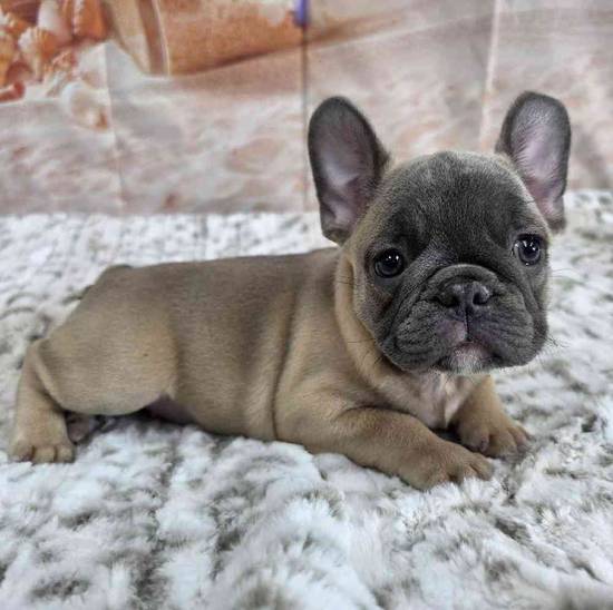 French Bulldog