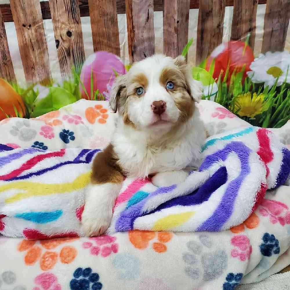 Male Australian Shepherd Puppy for Sale in Virginia Beach, VA