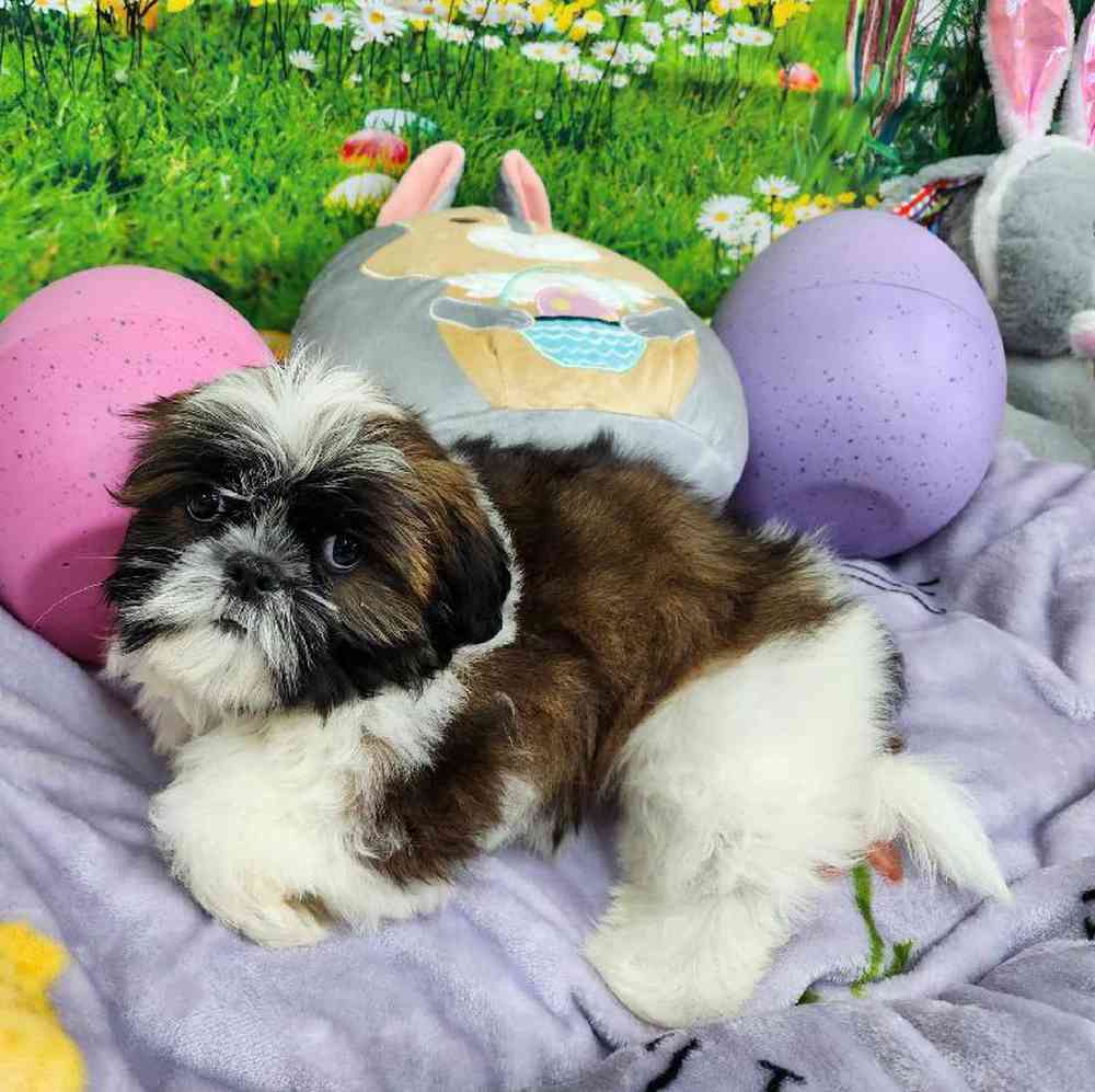 Male Shih Tzu Puppy for Sale in Virginia Beach, VA