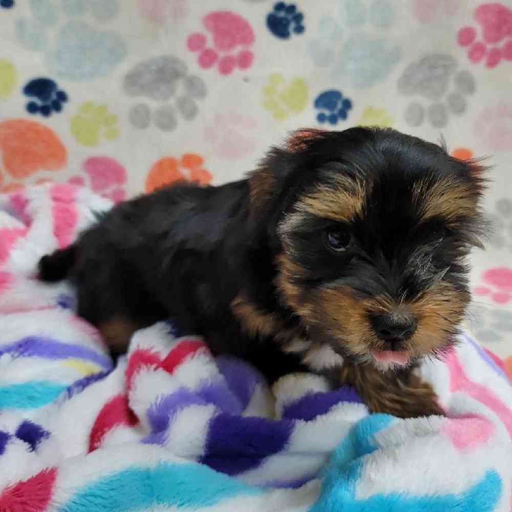 Female Morkie Puppy for Sale in Virginia Beach, VA