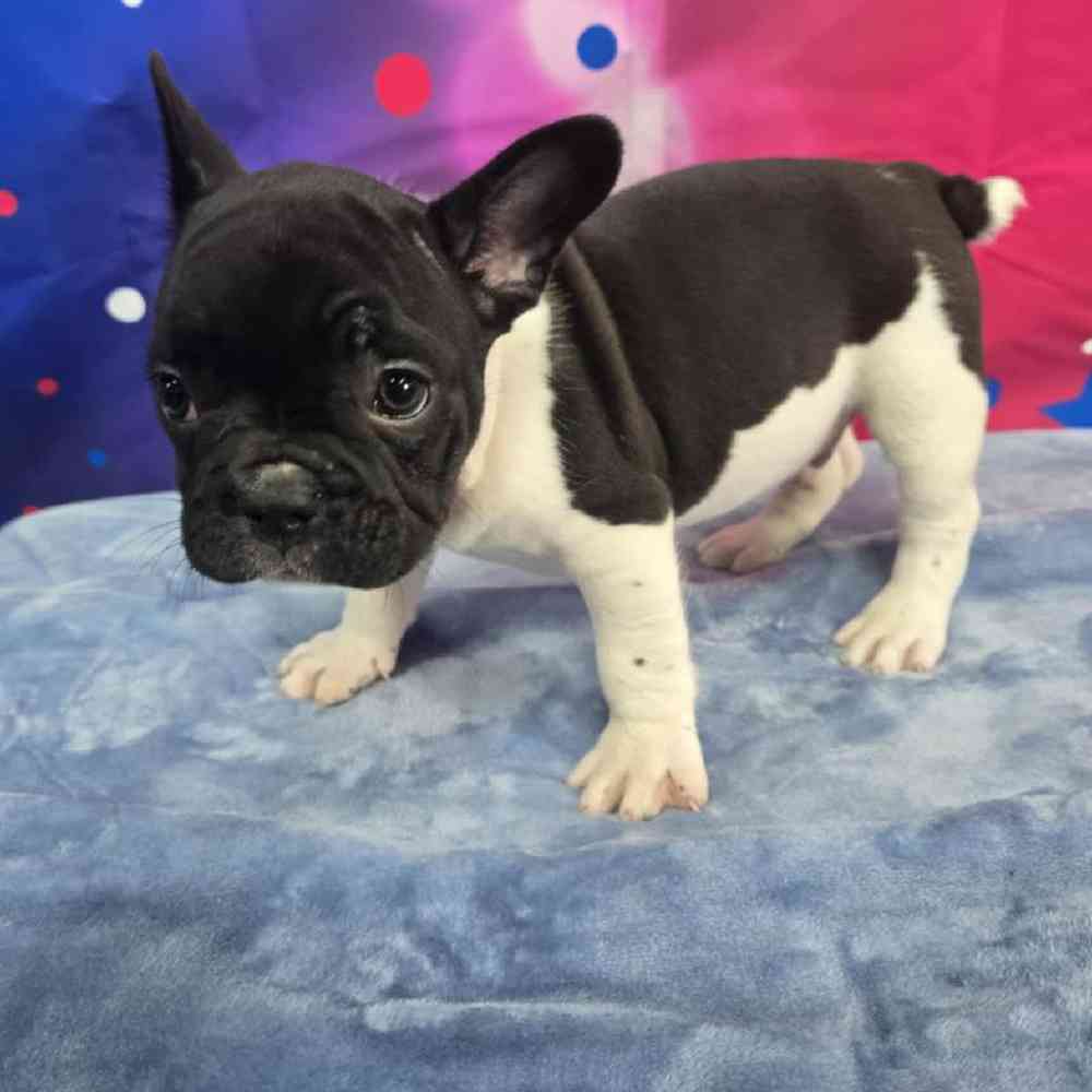 Male French Bulldog Puppy for Sale in Virginia Beach, VA