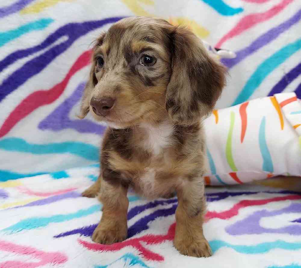 Male Dachshund Puppy for sale