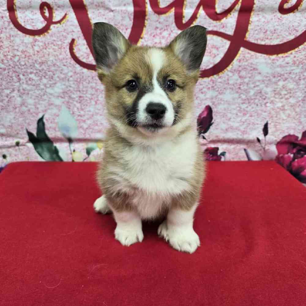 Female Pembroke Welsh Corgi Puppy for Sale in Virginia Beach, VA