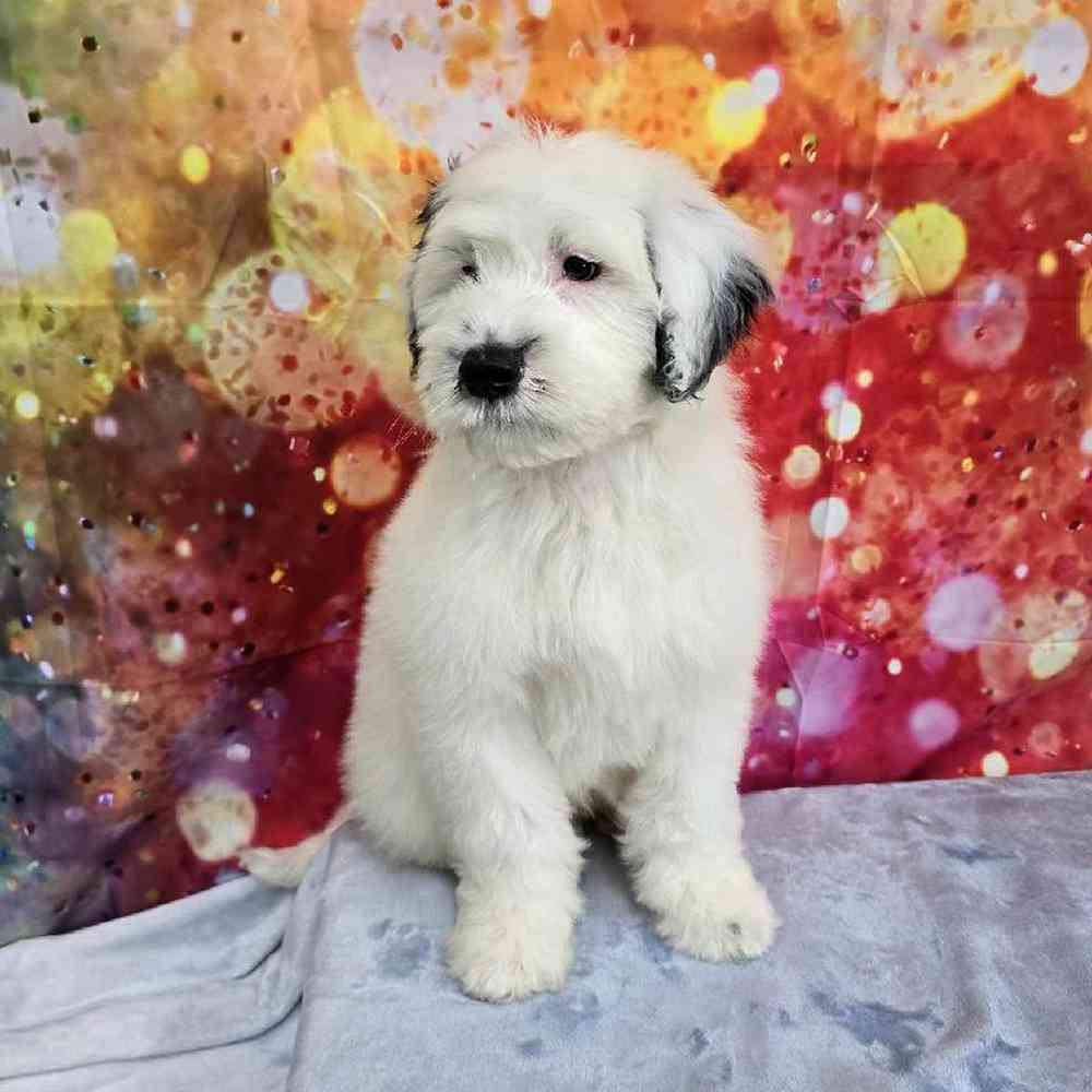 Male Portuguese Water Dog Puppy for Sale in Virginia Beach, VA