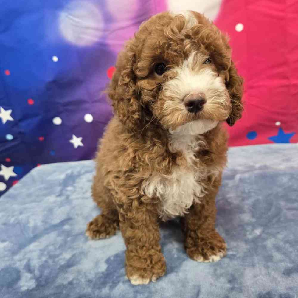 Male Poodle Puppy for Sale in Virginia Beach, VA