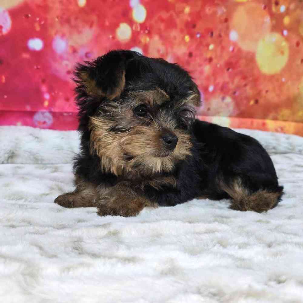 Female Yorkie Puppy for Sale in Virginia Beach, VA