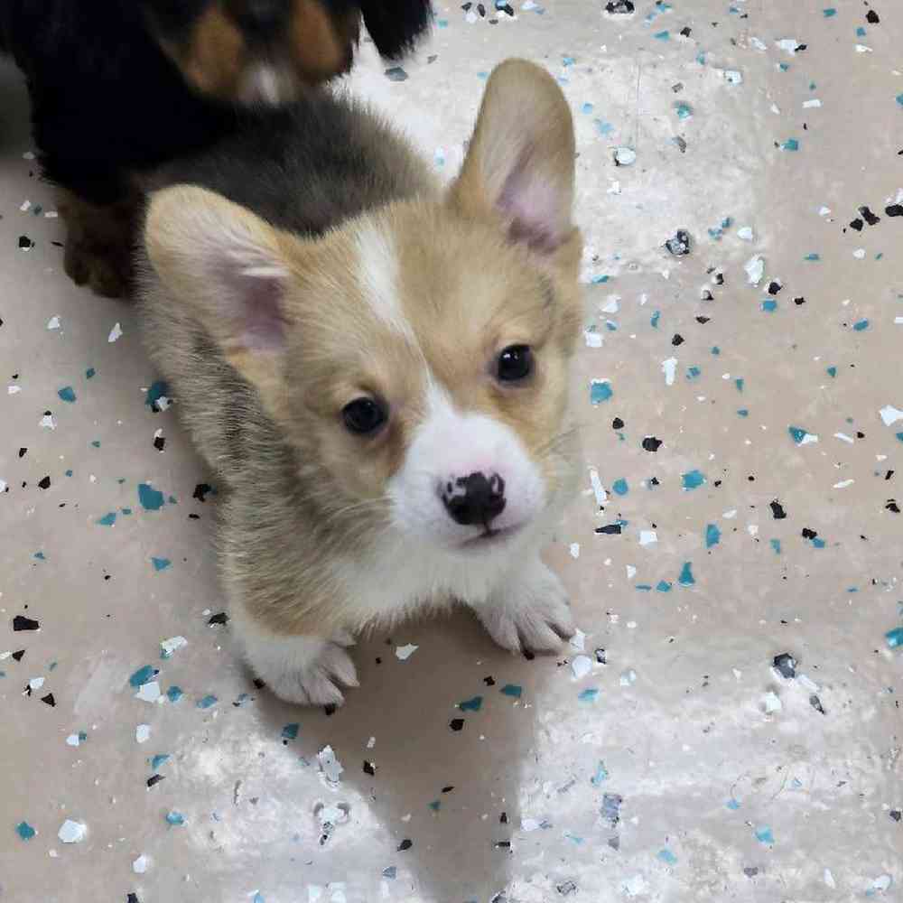 Male Pembroke Welsh Corgi Puppy for Sale in Virginia Beach, VA
