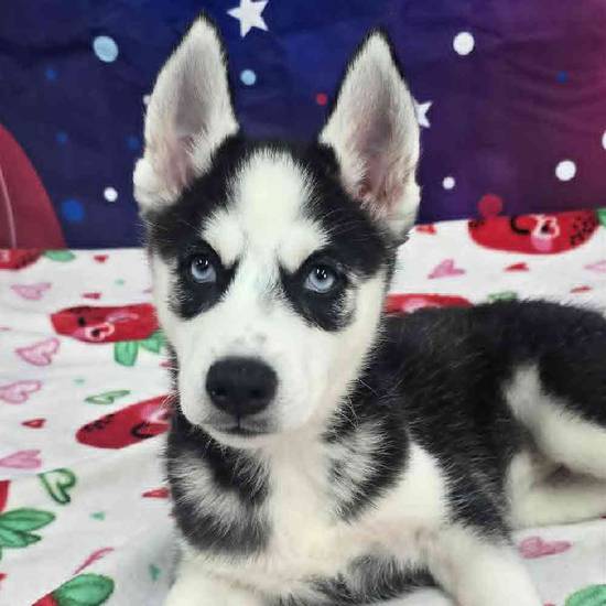 Siberian Husky