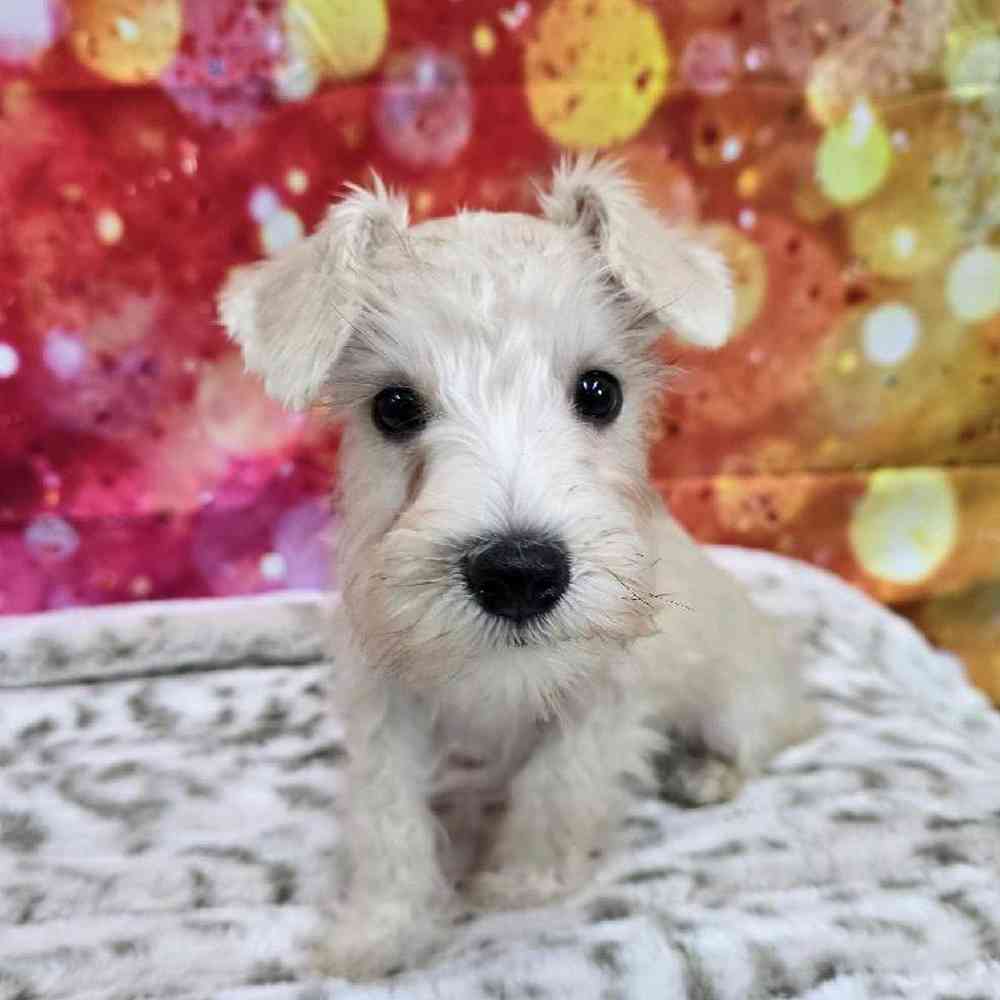 Male Mini Schnauzer Puppy for Sale in Virginia Beach, VA