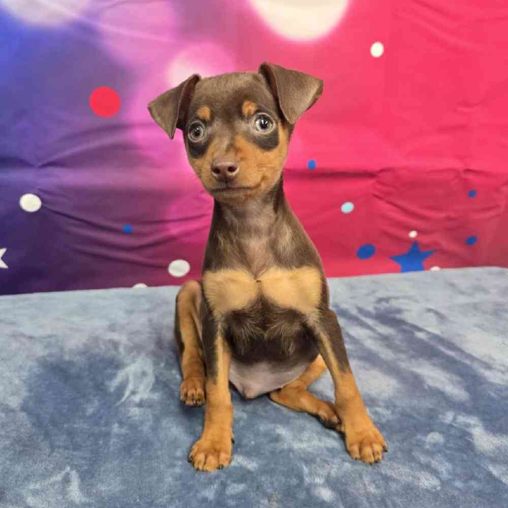 Male Min Pin Puppy for Sale in Virginia Beach, VA