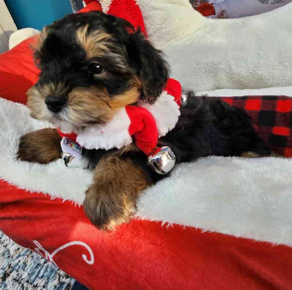 Male Morkie Puppy for Sale in Virginia Beach, VA