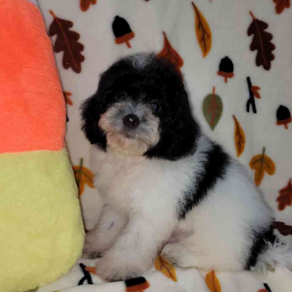 Male Havapoo Puppy for sale