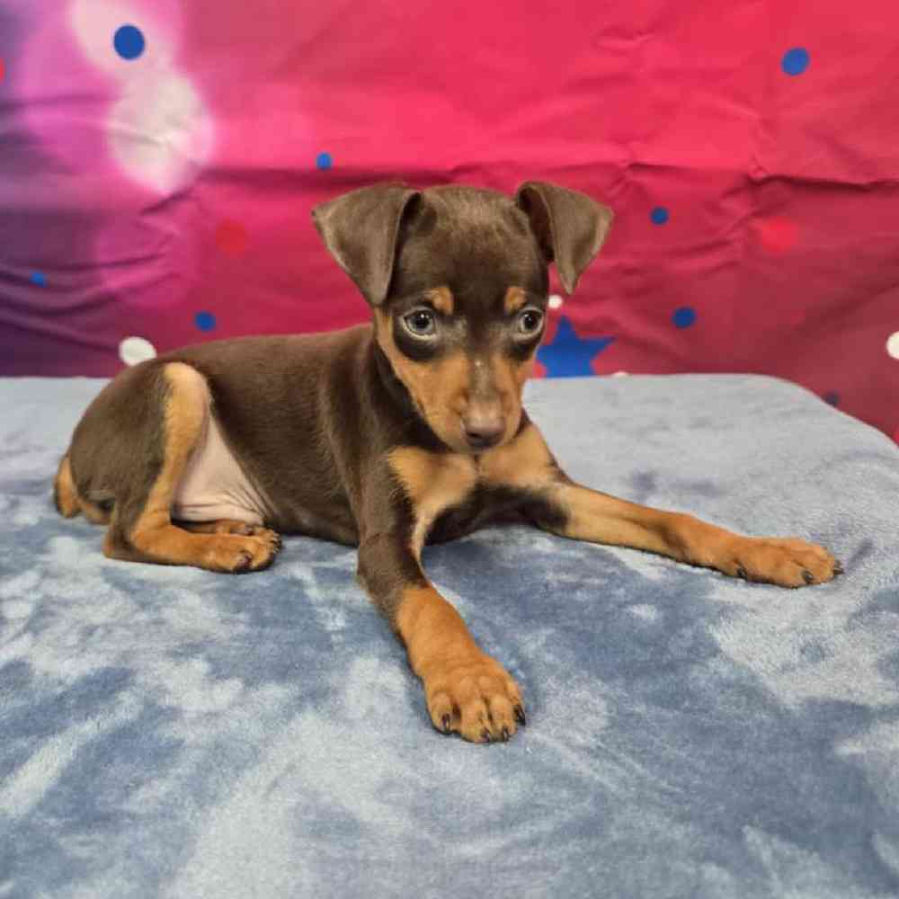 Male Min Pin Puppy for Sale in Virginia Beach, VA