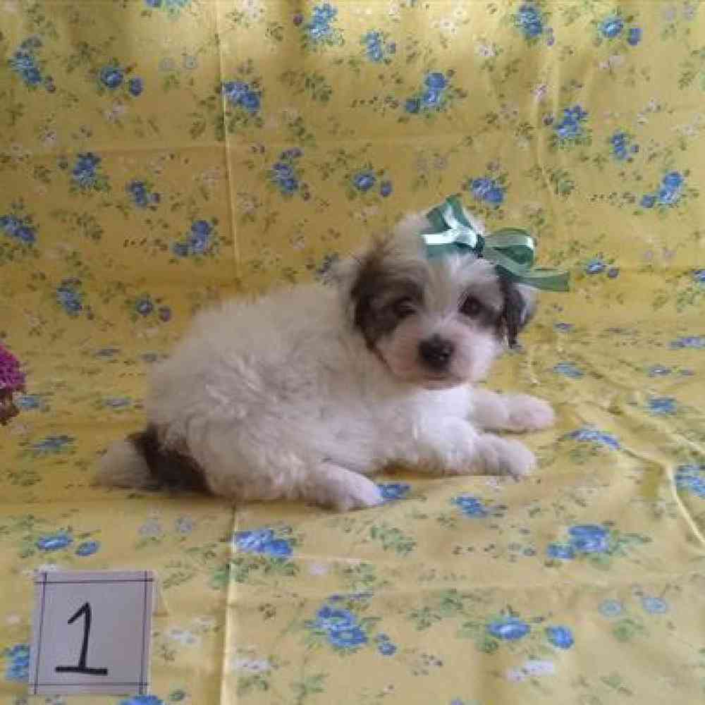 Male Havapoo Puppy for sale