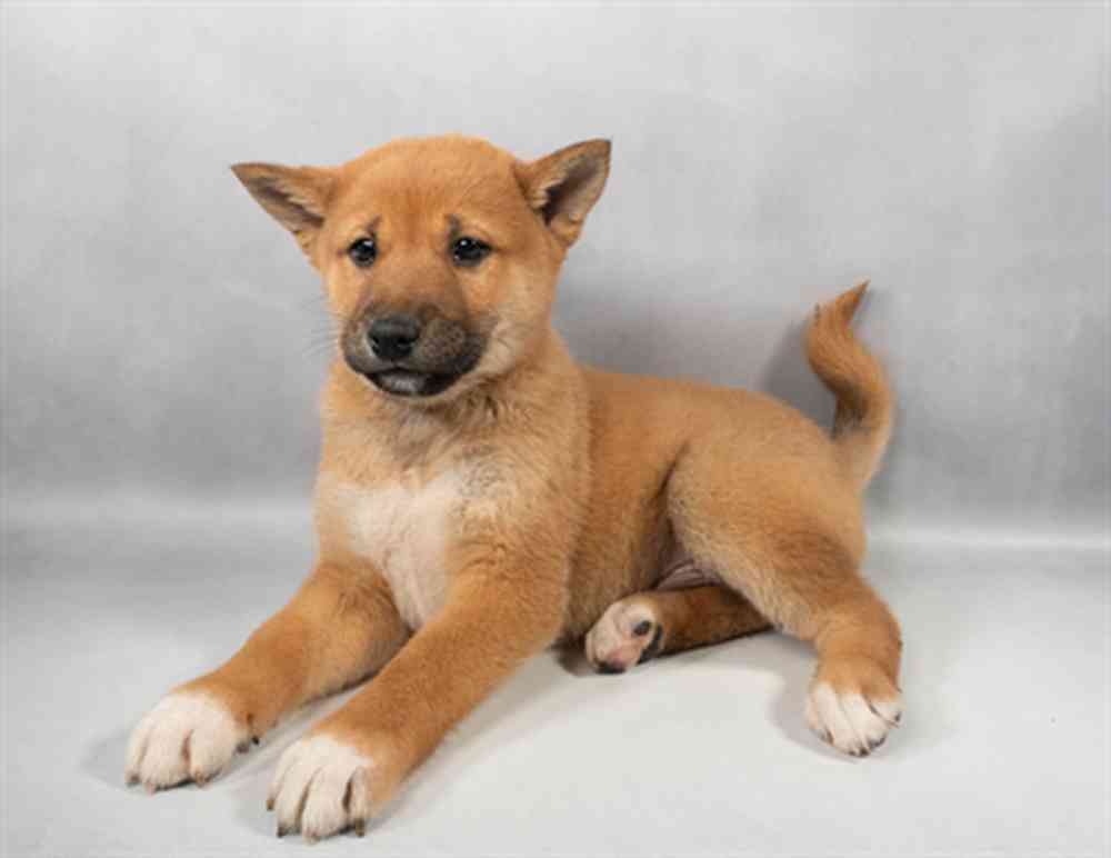 Shiba Inu Puppies for sale - Pups N Stuff