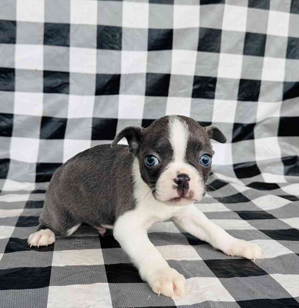 Boston Terrier Puppies | Select A Puppy™, image size:1000x1031