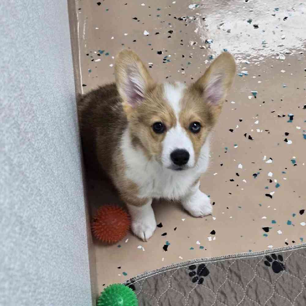 Male Pembroke Welsh Corgi Puppy for Sale in Virginia Beach, VA