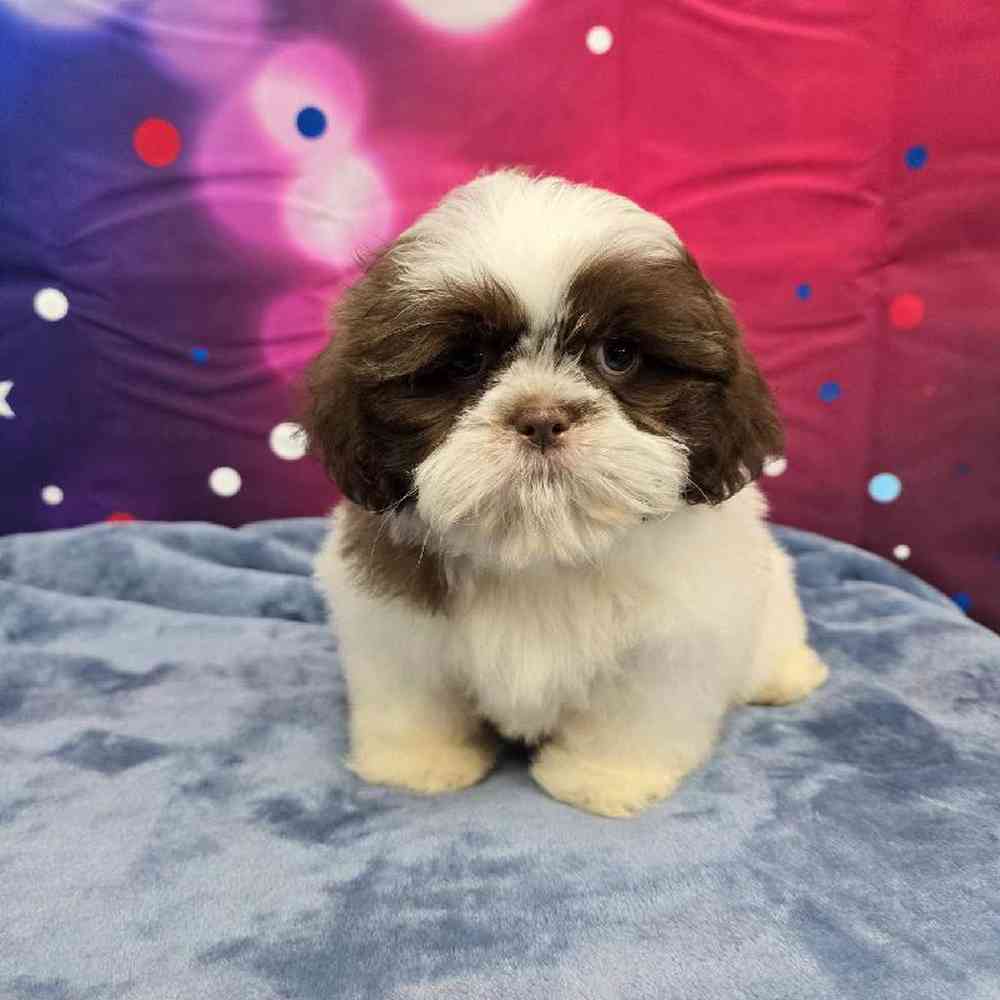 Male Shih Tzu Puppy for Sale in Virginia Beach, VA