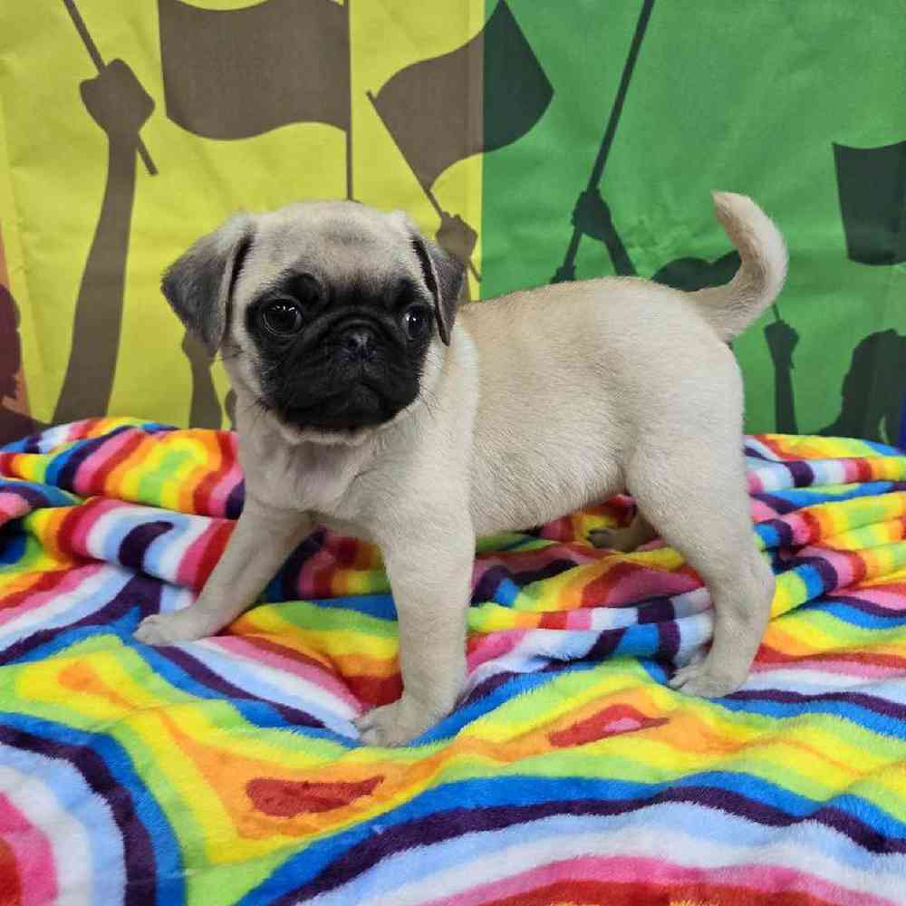 Female Pug Puppy for Sale in Virginia Beach, VA