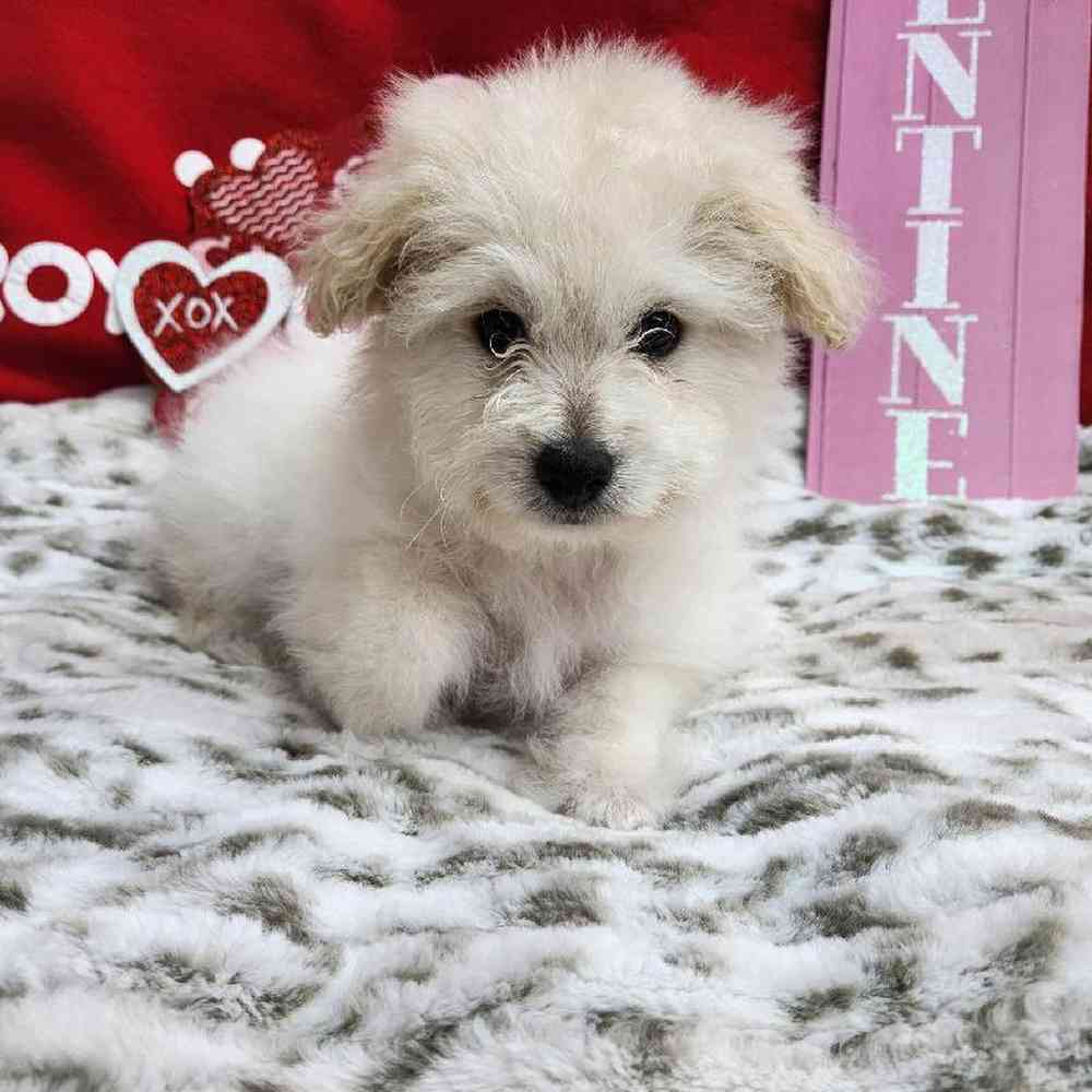 Male Pompoo Puppy for Sale in Virginia Beach, VA