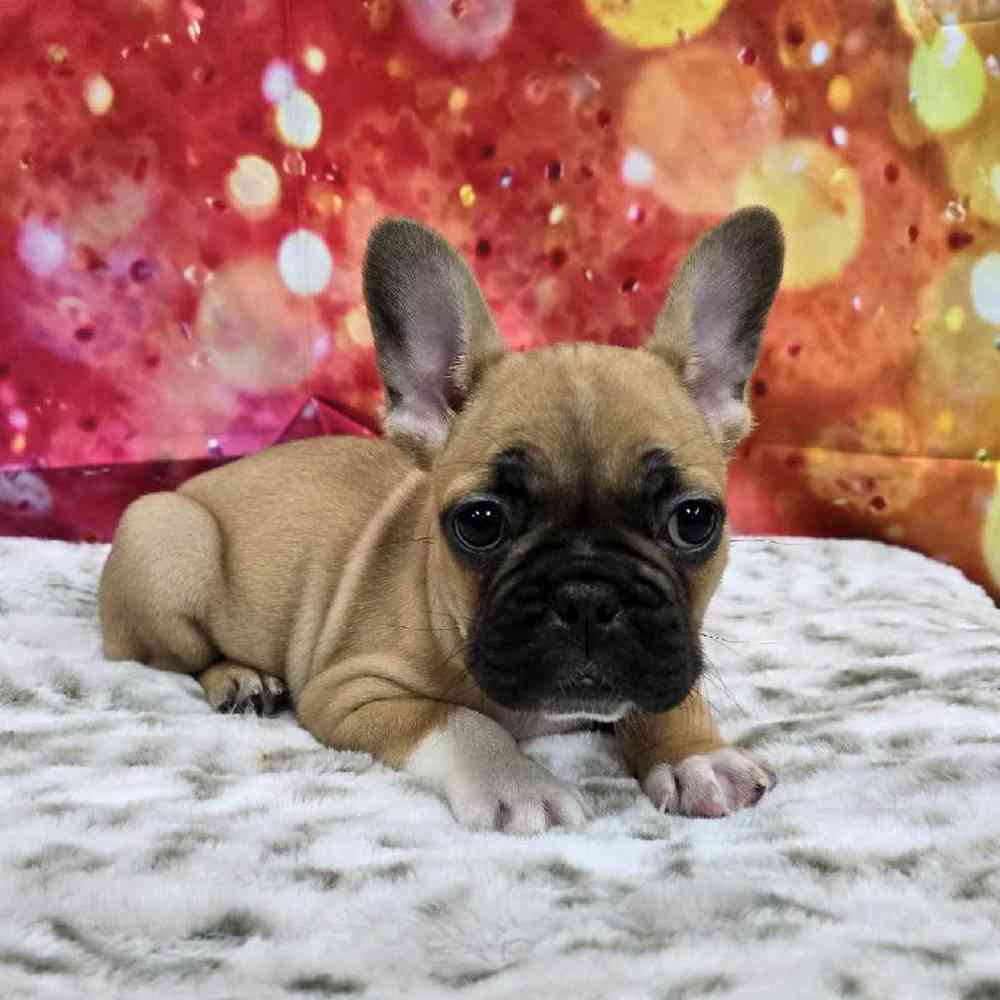 Male French Bulldog Puppy for Sale in Virginia Beach, VA