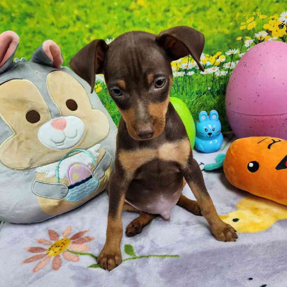 Male Min Pin Puppy for Sale in Virginia Beach, VA