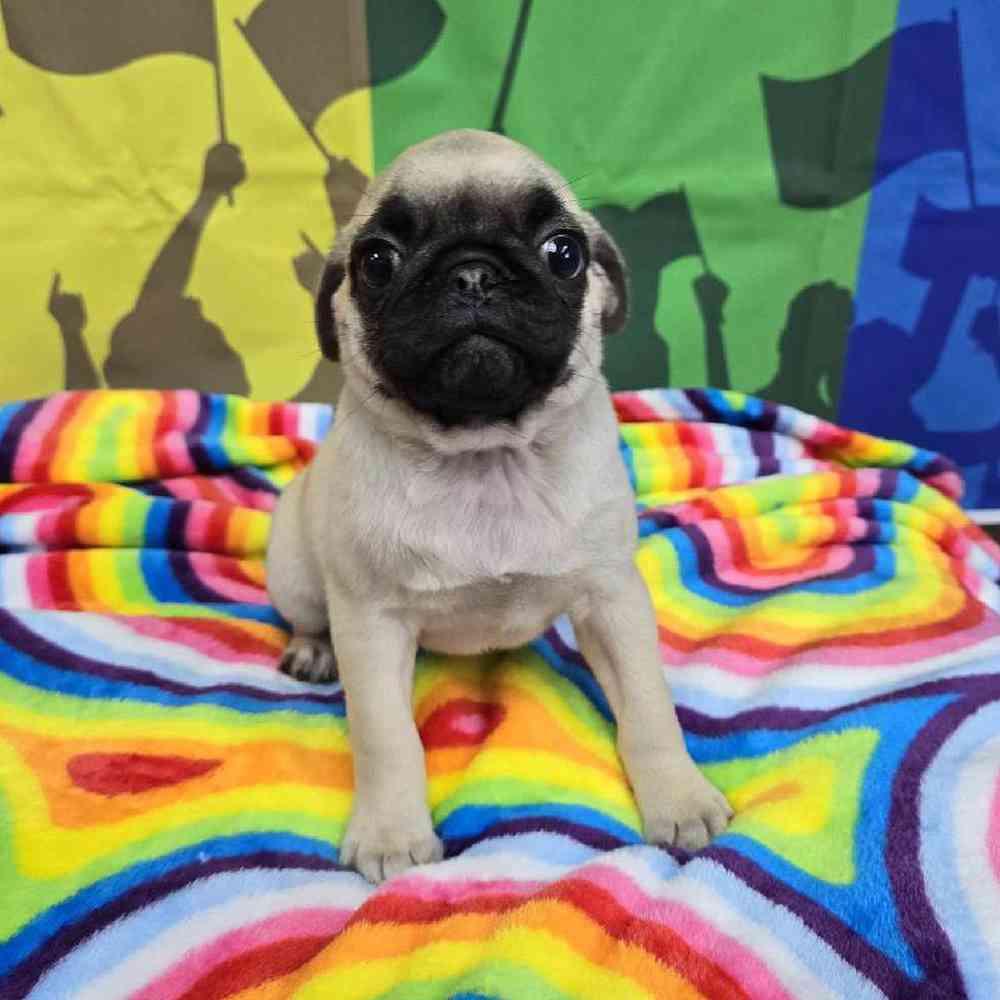 Female Pug Puppy for Sale in Virginia Beach, VA