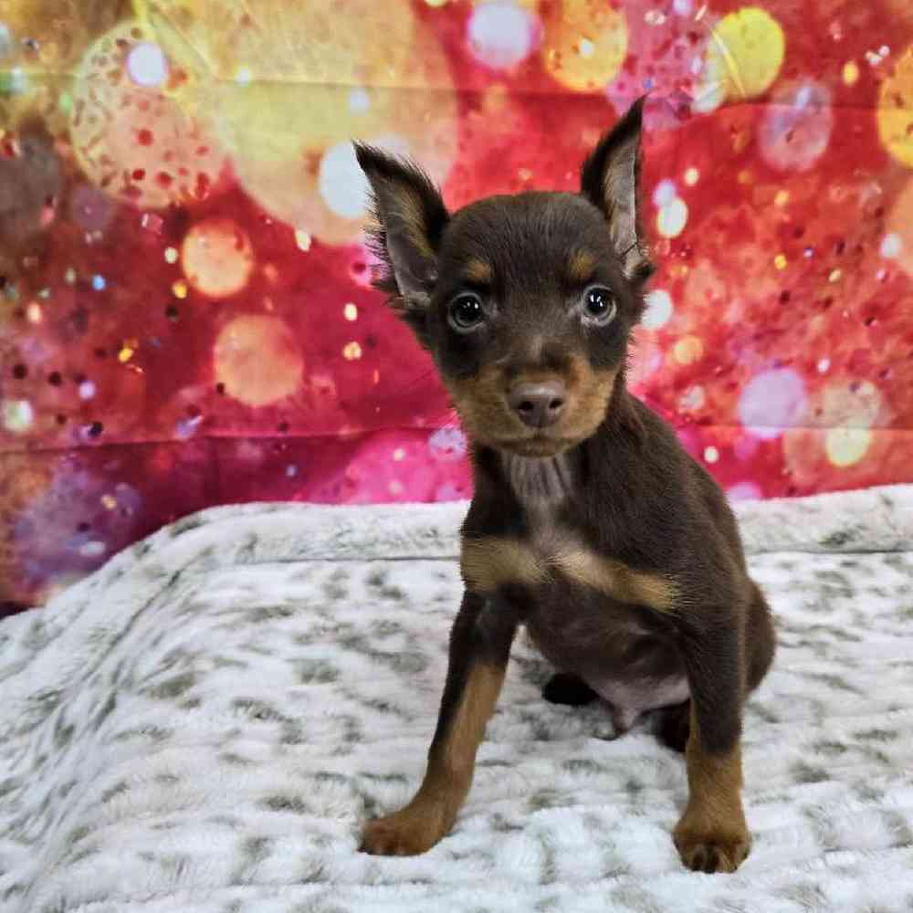 Male Min Pin Puppy for Sale in Virginia Beach, VA