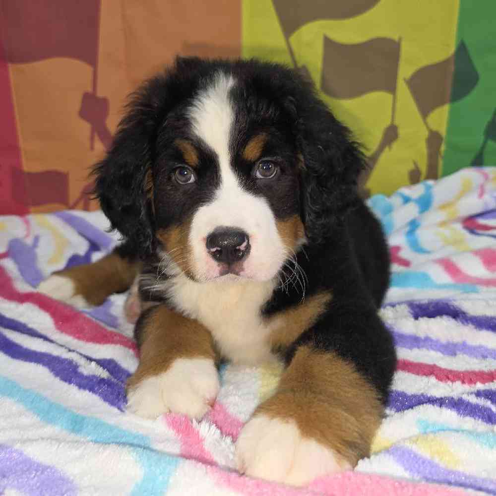 Male Bernese Mountain Dog Puppy for Sale in Virginia Beach, VA