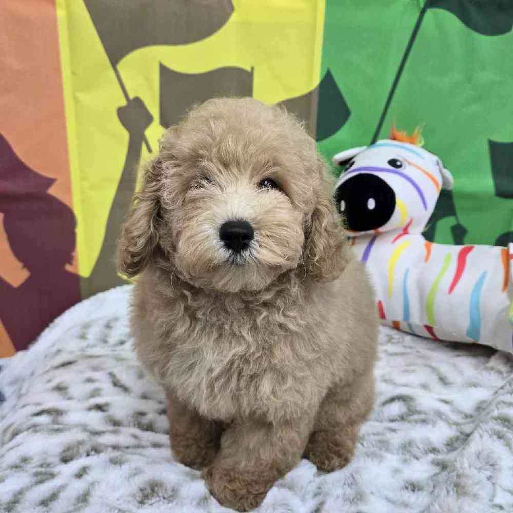 Male Mini Poodle Puppy for Sale in Virginia Beach, VA