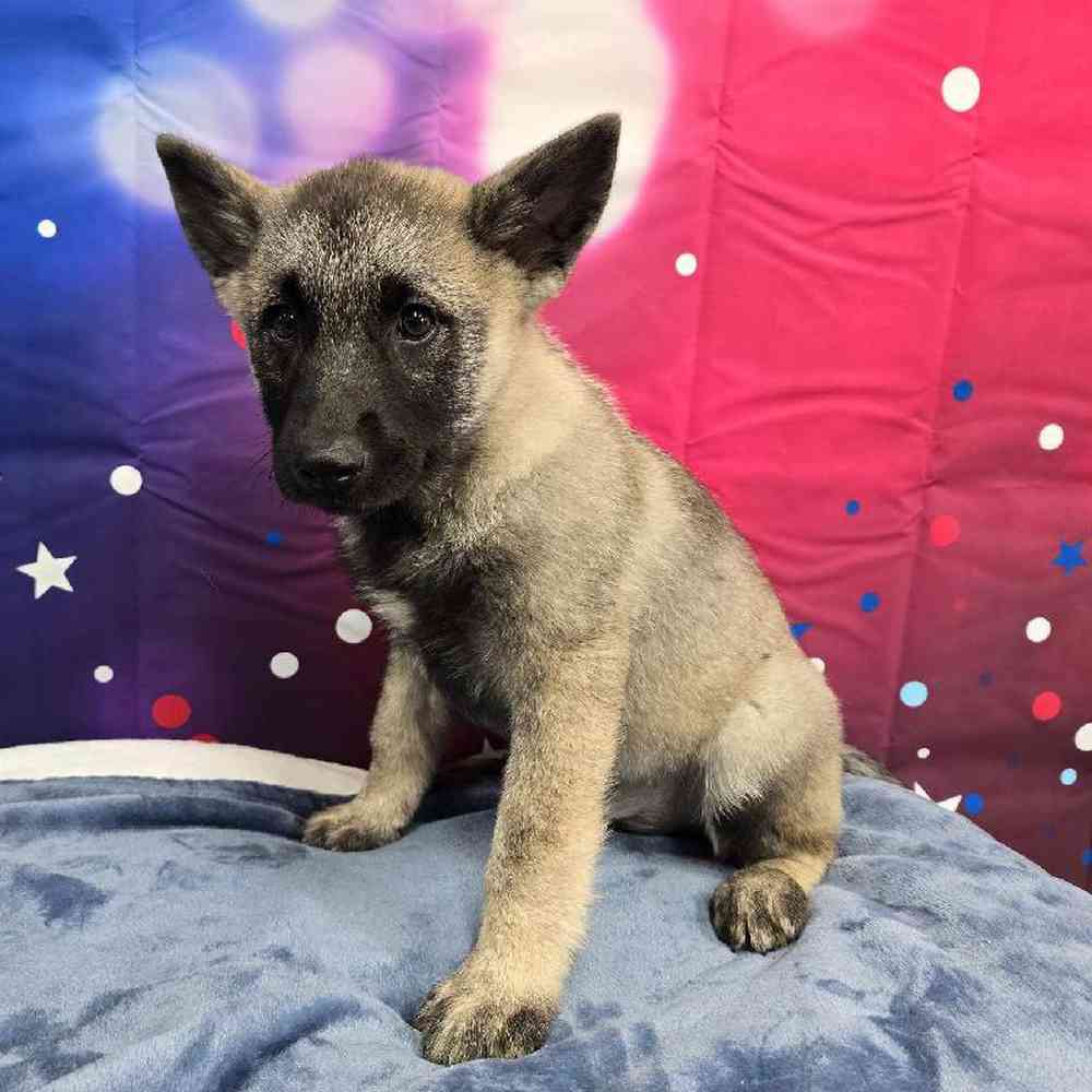 Male Norwegian Elkhound Puppy for Sale in Virginia Beach, VA