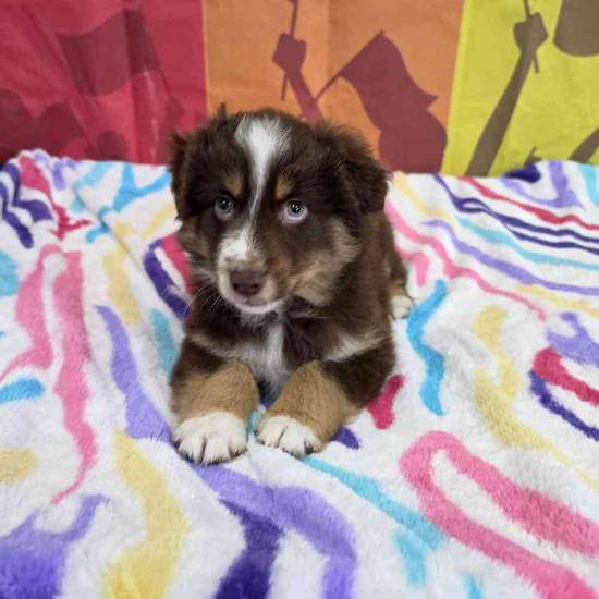 Australian Shepherd