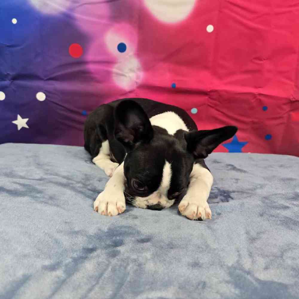 Female Frenchton Puppy for Sale in Virginia Beach, VA