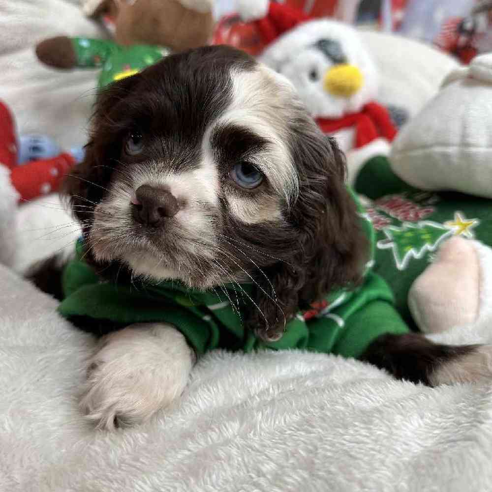 Female Cocker Spaniel Puppy for Sale in Virginia Beach, VA