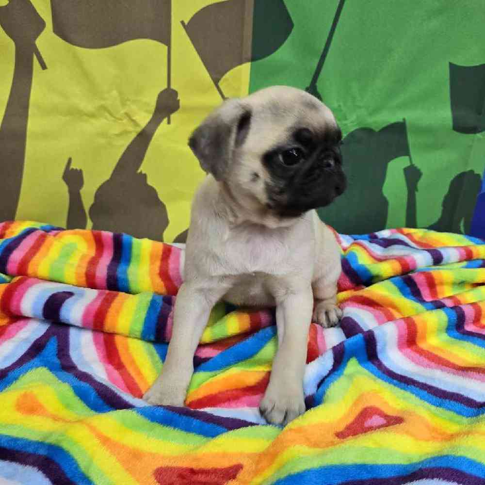 Female Pug Puppy for Sale in Virginia Beach, VA