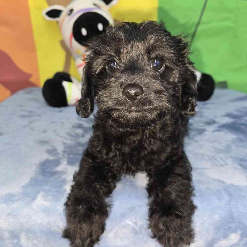 Female Cavapoo Puppy for Sale in Virginia Beach, VA