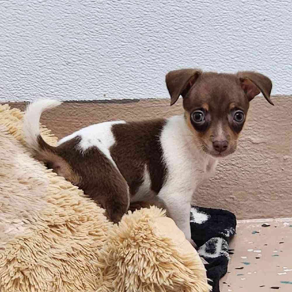 Male Rat-Chi Puppy for Sale in Virginia Beach, VA