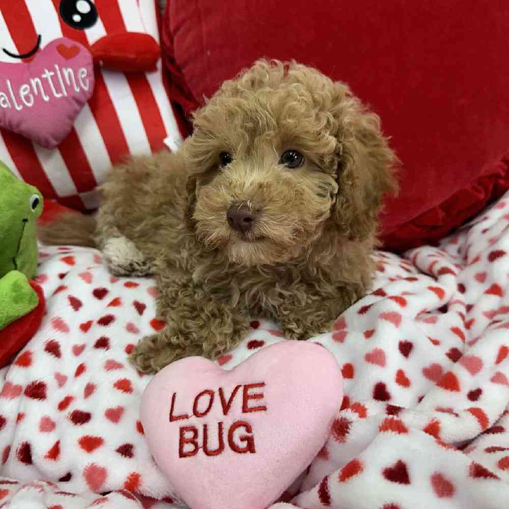 Male Maltipoo Puppy for Sale in Virginia Beach, VA