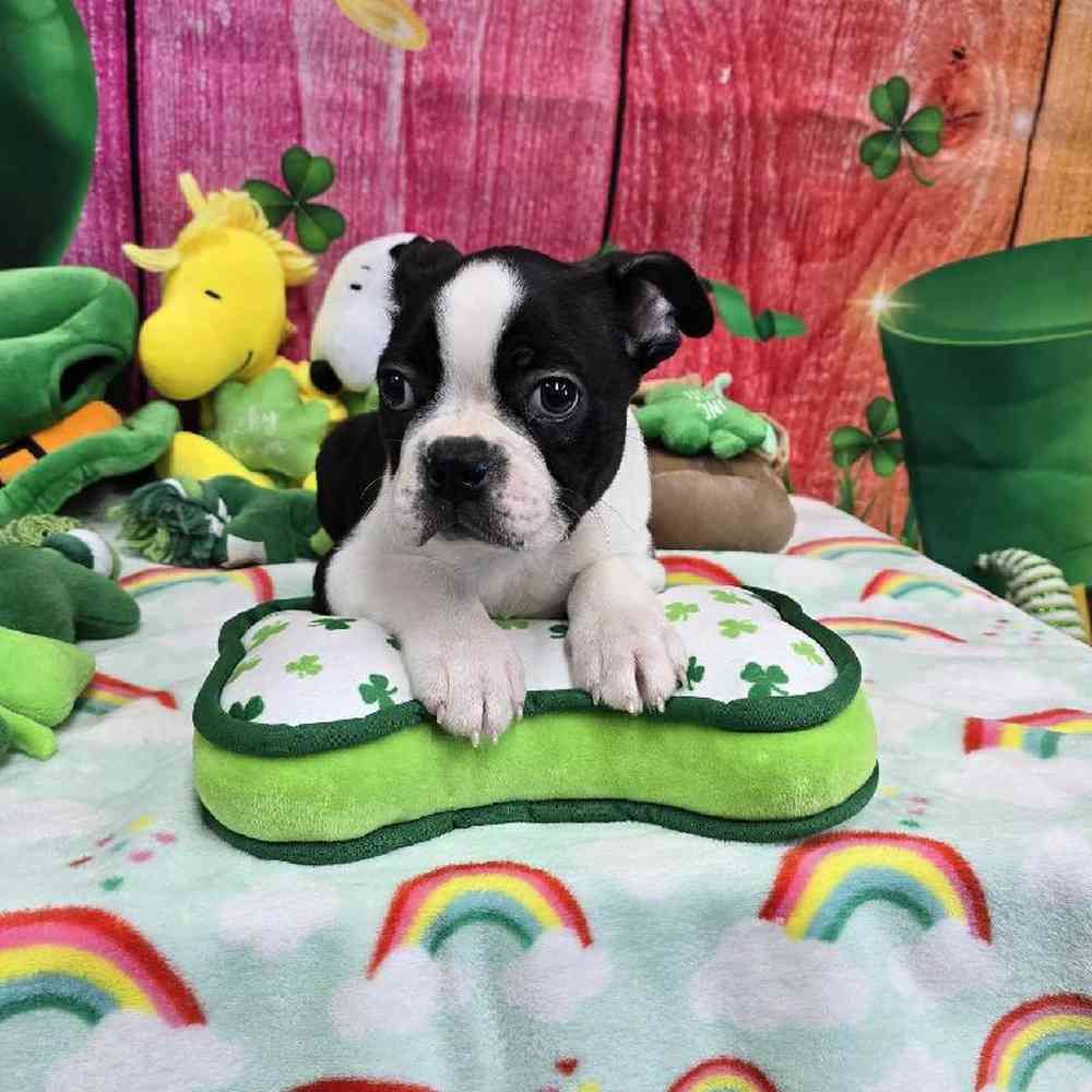 Male Boston Terrier Puppy for Sale in Virginia Beach, VA